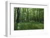 Bright Deciduous Forest-Jurgen Ulmer-Framed Photographic Print