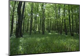 Bright Deciduous Forest-Jurgen Ulmer-Mounted Photographic Print