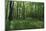 Bright Deciduous Forest-Jurgen Ulmer-Mounted Photographic Print