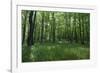 Bright Deciduous Forest-Jurgen Ulmer-Framed Photographic Print