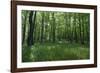 Bright Deciduous Forest-Jurgen Ulmer-Framed Photographic Print