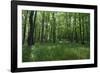 Bright Deciduous Forest-Jurgen Ulmer-Framed Photographic Print