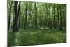 Bright Deciduous Forest-Jurgen Ulmer-Mounted Photographic Print