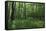 Bright Deciduous Forest-Jurgen Ulmer-Framed Stretched Canvas