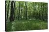 Bright Deciduous Forest-Jurgen Ulmer-Stretched Canvas