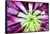 Bright Exotic I-Irena Orlov-Framed Stretched Canvas