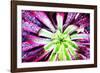 Bright Exotic I-Irena Orlov-Framed Photographic Print