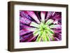 Bright Exotic I-Irena Orlov-Framed Photographic Print