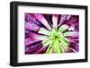 Bright Exotic I-Irena Orlov-Framed Photographic Print