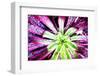 Bright Exotic I-Irena Orlov-Framed Photographic Print