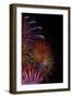 Bright Fireworks in the Sky on Black Background Vertical Image-mbolina-Framed Photographic Print