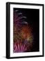 Bright Fireworks in the Sky on Black Background Vertical Image-mbolina-Framed Photographic Print