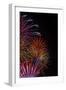 Bright Fireworks in the Sky on Black Background Vertical Image-mbolina-Framed Photographic Print