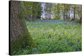 Bright Fresh Colorful Spring Bluebell Wood-Veneratio-Stretched Canvas