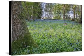 Bright Fresh Colorful Spring Bluebell Wood-Veneratio-Stretched Canvas