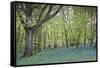 Bright Fresh Colorful Spring Bluebell Wood-Veneratio-Framed Stretched Canvas