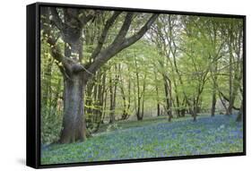 Bright Fresh Colorful Spring Bluebell Wood-Veneratio-Framed Stretched Canvas