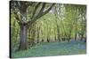 Bright Fresh Colorful Spring Bluebell Wood-Veneratio-Stretched Canvas