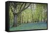 Bright Fresh Colorful Spring Bluebell Wood-Veneratio-Framed Stretched Canvas