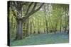 Bright Fresh Colorful Spring Bluebell Wood-Veneratio-Stretched Canvas