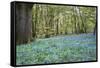 Bright Fresh Colorful Spring Bluebell Wood-Veneratio-Framed Stretched Canvas