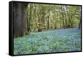 Bright Fresh Colorful Spring Bluebell Wood-Veneratio-Framed Stretched Canvas