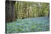 Bright Fresh Colorful Spring Bluebell Wood-Veneratio-Stretched Canvas