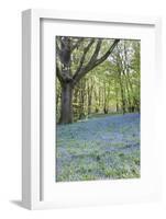 Bright Fresh Colorful Spring Bluebell Wood-Veneratio-Framed Photographic Print