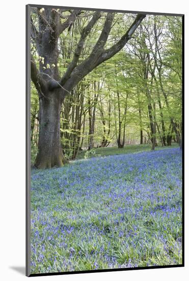 Bright Fresh Colorful Spring Bluebell Wood-Veneratio-Mounted Photographic Print