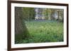 Bright Fresh Colorful Spring Bluebell Wood-Veneratio-Framed Photographic Print