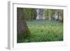 Bright Fresh Colorful Spring Bluebell Wood-Veneratio-Framed Photographic Print