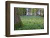 Bright Fresh Colorful Spring Bluebell Wood-Veneratio-Framed Photographic Print