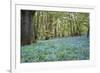 Bright Fresh Colorful Spring Bluebell Wood-Veneratio-Framed Photographic Print