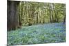 Bright Fresh Colorful Spring Bluebell Wood-Veneratio-Mounted Photographic Print