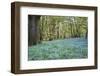 Bright Fresh Colorful Spring Bluebell Wood-Veneratio-Framed Photographic Print