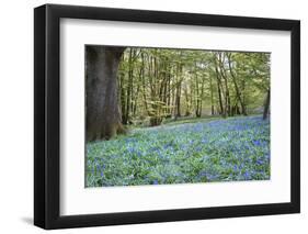 Bright Fresh Colorful Spring Bluebell Wood-Veneratio-Framed Photographic Print