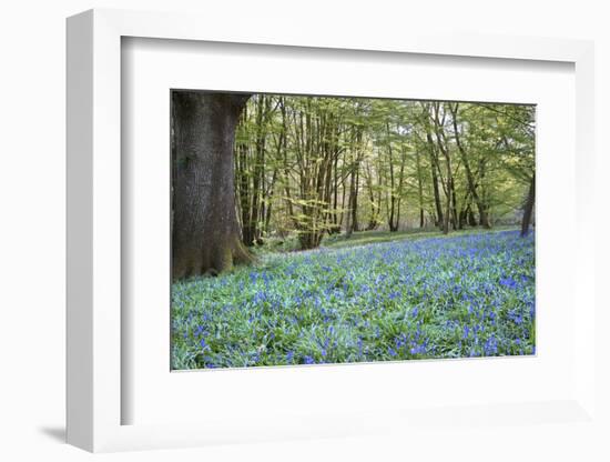 Bright Fresh Colorful Spring Bluebell Wood-Veneratio-Framed Photographic Print