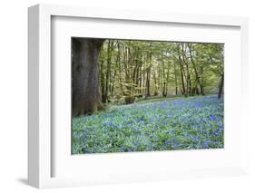 Bright Fresh Colorful Spring Bluebell Wood-Veneratio-Framed Photographic Print