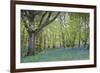 Bright Fresh Colorful Spring Bluebell Wood-Veneratio-Framed Photographic Print