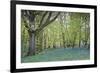 Bright Fresh Colorful Spring Bluebell Wood-Veneratio-Framed Photographic Print