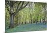 Bright Fresh Colorful Spring Bluebell Wood-Veneratio-Mounted Photographic Print