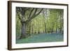 Bright Fresh Colorful Spring Bluebell Wood-Veneratio-Framed Photographic Print