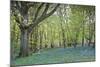 Bright Fresh Colorful Spring Bluebell Wood-Veneratio-Mounted Photographic Print