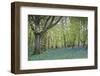 Bright Fresh Colorful Spring Bluebell Wood-Veneratio-Framed Photographic Print