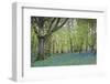 Bright Fresh Colorful Spring Bluebell Wood-Veneratio-Framed Photographic Print