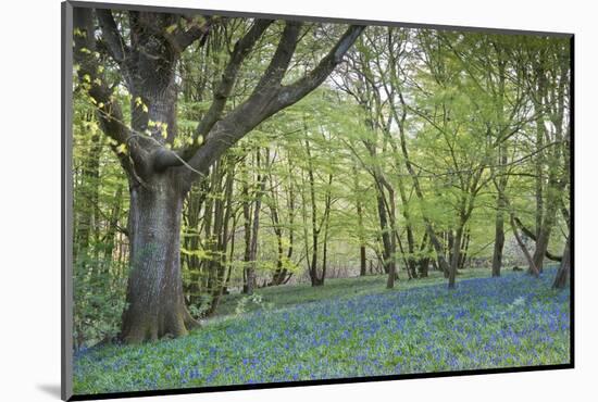 Bright Fresh Colorful Spring Bluebell Wood-Veneratio-Mounted Photographic Print