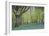 Bright Fresh Colorful Spring Bluebell Wood-Veneratio-Framed Photographic Print