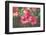 Bright Gerbera Daisies are given a Vintage Overlay Texture for a Fine Art Feel-pdb1-Framed Photographic Print