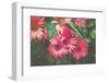 Bright Gerbera Daisies are given a Vintage Overlay Texture for a Fine Art Feel-pdb1-Framed Photographic Print