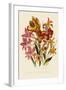 Bright Gladioli-null-Framed Giclee Print